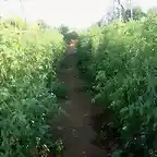 tabla de tomates en caas