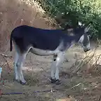 el burro