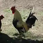 gallinas en mi corral