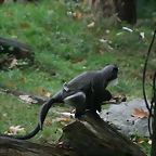 Zoos Duisburg y Krefeld 02-10-09 339
