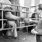elefante