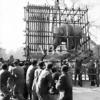llegada_elefante_africano_2
