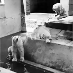 osos_polares