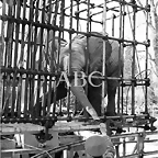 llegada_elefante_africano