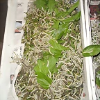 DSC09146