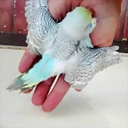 pollo1