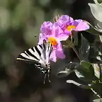 22, mariposa y flor2 marca3