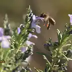 19, abeja en romero en flor, marca