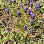 Muscari neglectum