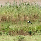 Johannesburg Kruger març 2009 1098