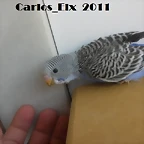 7 pollo  14-5-11