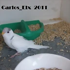 4 pollo 14-5-11