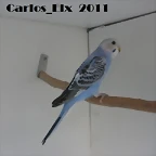 3 pollo 14-5-11