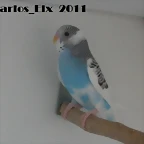 1 pollo  14-5-11
