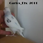 5  pollo  14-5-11