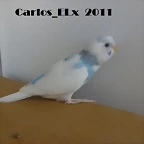 6 pollo  14-5-11