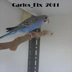 2 pollo  14-5-11