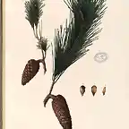 pinus halepensis flora forestal espa?ola