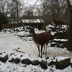 Amsterdam 29-12-2010 792