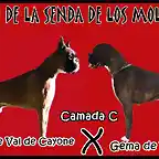 gema de villalba x fausto de val de cayone