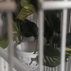 nido