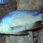 Nimbochromis livingstonii macho (20-11-13 Cosmocaixa)