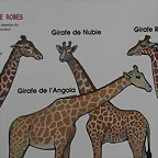 Beauval agost 2010 132