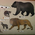 Beauval agost 2010 217 3