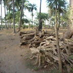 Gambia