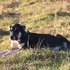 perro pastor