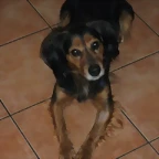 aramis1