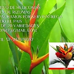 LOGOS HELICONIAS