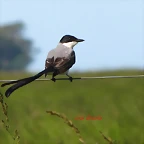 tijereta