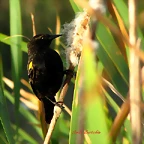 varillero-ala-amarilla
