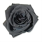 Rosa negra