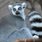 LEMUR DE COLA ANILLADA 2