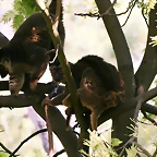 Zoo Barcelona, Faunia y Safari Madrid 783