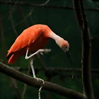 Zoo Barcelona, Faunia y Safari Madrid 1062
