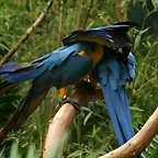Zoo Barcelona, Faunia y Safari Madrid 1038
