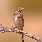 Pardillo macho joven muy marcado - copia