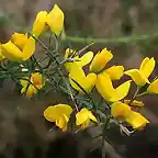 ulex-parviflorus-flores