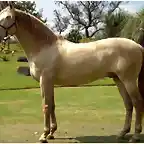 caballo guapo