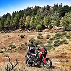 CRF perros