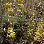 Phlomis lychnitis