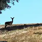 13, ciervas en el ateril, marca