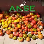 16fdfb94-45d5-42eb-9669-13a7e41f8ec1 RRR 1 RRR 2 COSECHA TOMATES ANSE