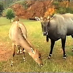25-Nilgai