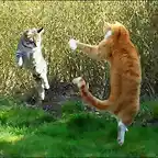 Pelea gatos (foto de internet, sin fines de lucro)