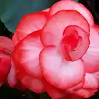 begonia_elatior-002