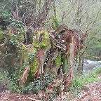 DSCN6283